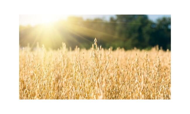 Palmer Holland Oat Fiber BCS30 XS 02 - High Fiber Content for Nutritious Applications - Image 1