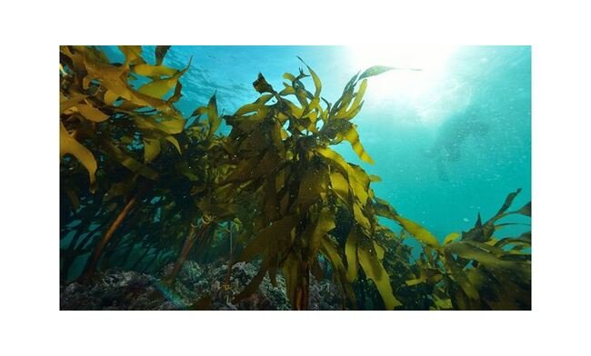 Ceambloom CF 3243 Hydrocolloid Carrageenan - Image 1