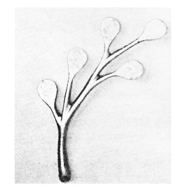 Professional U-Shaped Jewelry Display Pins - Image 1