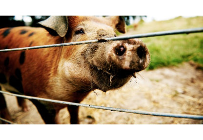 Long®Fence Hi-Tensile Agricultural Fences - Image 2