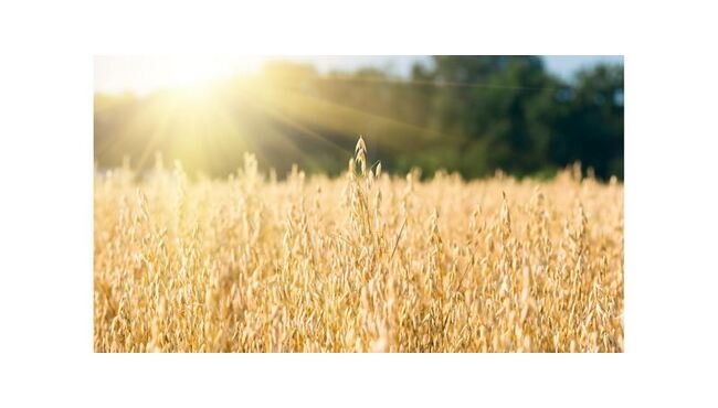 Palmer Holland Oat Bran Powder NT 01-FS - Image 1