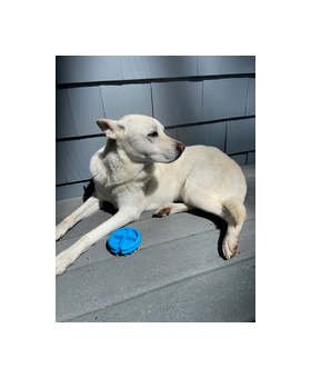 UntanglerÂ® Pet Grooming Brush with 31 Soft Fingers - Image 3