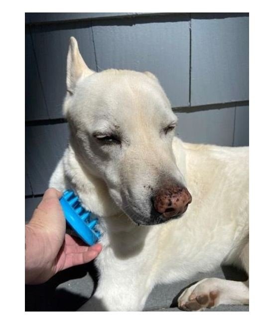 UntanglerÂ® Pet Grooming Brush with 31 Soft Fingers - Image 5