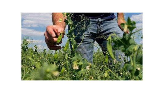 PURIS™ Pea Starch B - High-Quality Starch for Institutional Use - Image 1